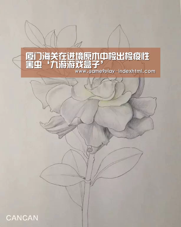 厦门海关在进境原木中检出检疫性害虫‘九游游戏盒子’(图3) 九游游戏盒子